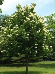 Great Wall Lilac Tree ® : 15 Gallon
