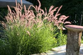 Karley Rose Grass : 1 Gallon