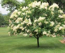 Ivory Silk Tree Lilac : 15 Gallon