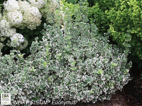 White Album Wintercreeper Euonymus ® PW : 3 Gallon