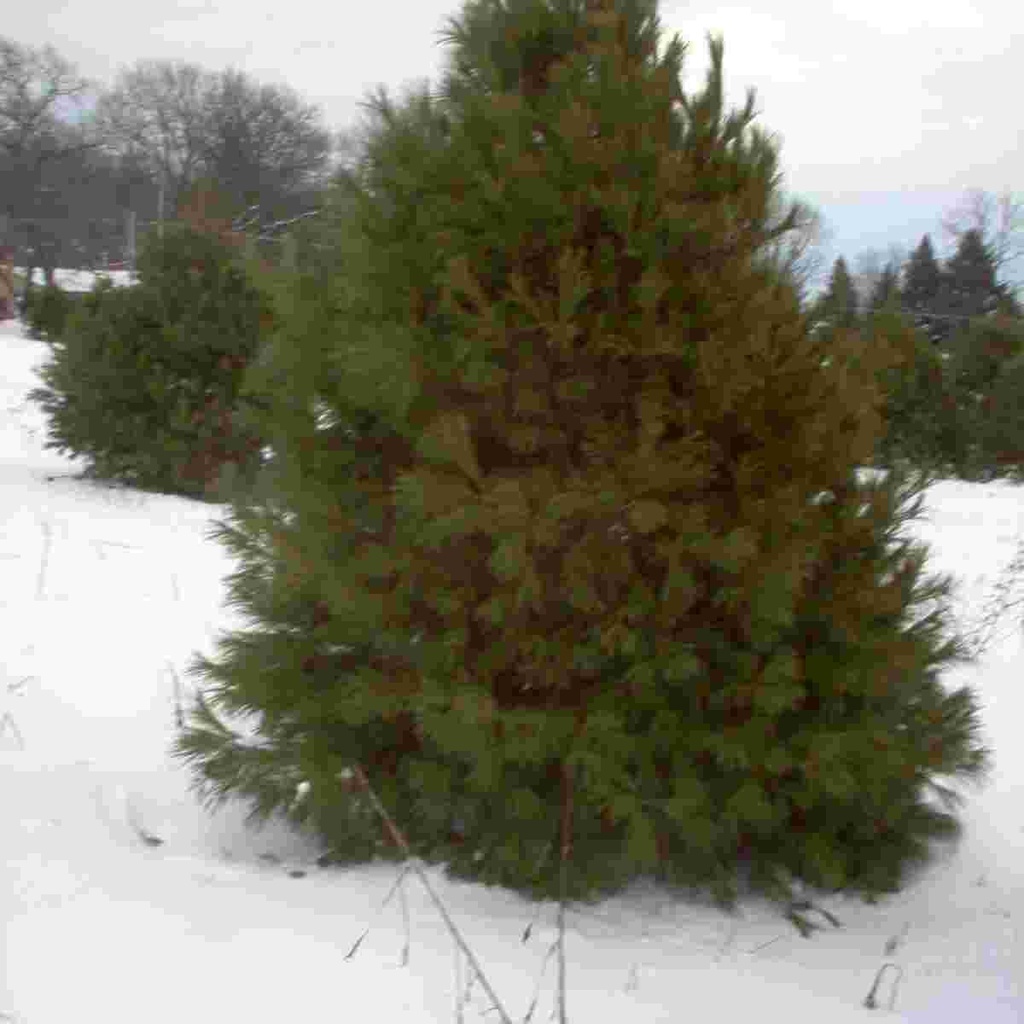 Eastern White Pine : 3 Gallon