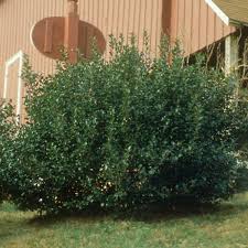 Blue Prince Holly : 3 Gallon