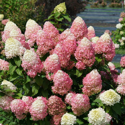 Quick Fire Fab Hydrangea ® PW : 3 Gallon