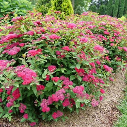 Double Play Doozie Spirea ® : 3 Gallon