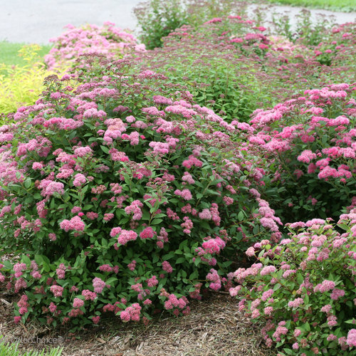 Double Play Pink ® Spirea : 3 Gallon