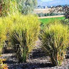 Gold Bar Maiden Grass : 1 Gallon