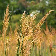 Indian Grass : 1 Gallon