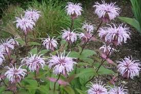 Eastern Bee Balm : 1 Gallon