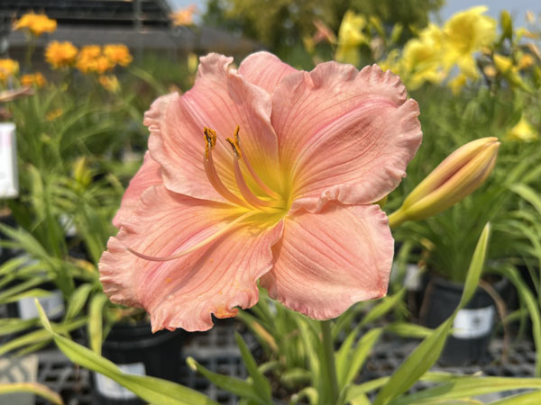 Jolyene Nichole Daylily : 1 Gallon