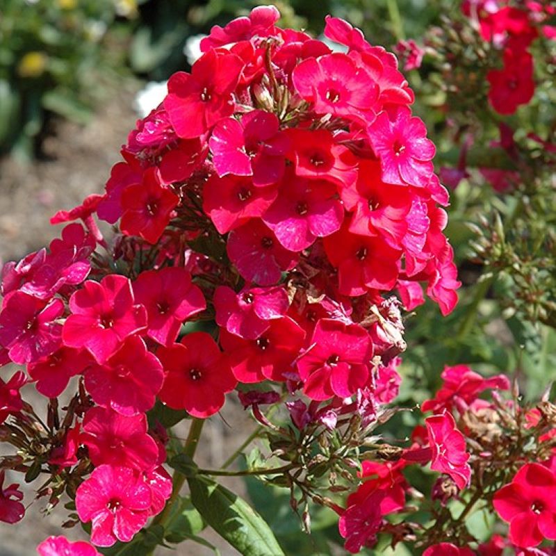 Flame Red Phlox : 1 Gallon