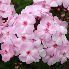 Cotton Candy™ Phlox : 1 Gallon