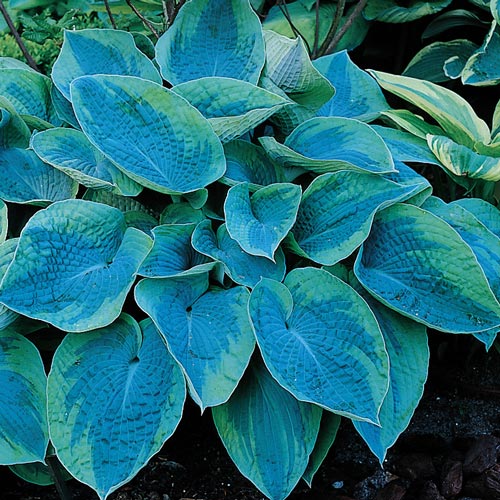 Tokudama flavocircinalis Hosta : 1 Gallon