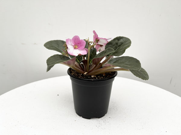African Violet : 4 Inch Pot