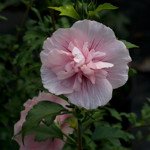 Pink Chiffon Rose of Sharon ® PW : 3 Gallon