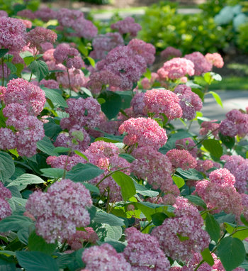 Invincibelle Spirit II Hydrangea ® PW : 3 Gallon