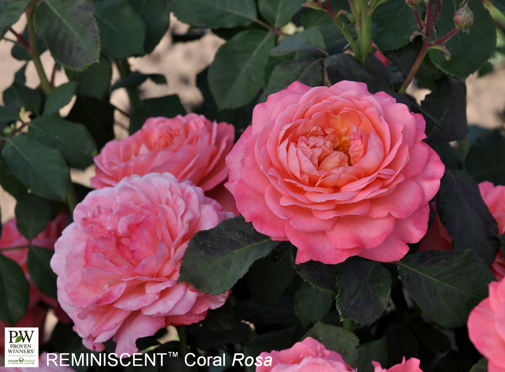 Reminiscent Pink Rose ® PW : 3 Gallon