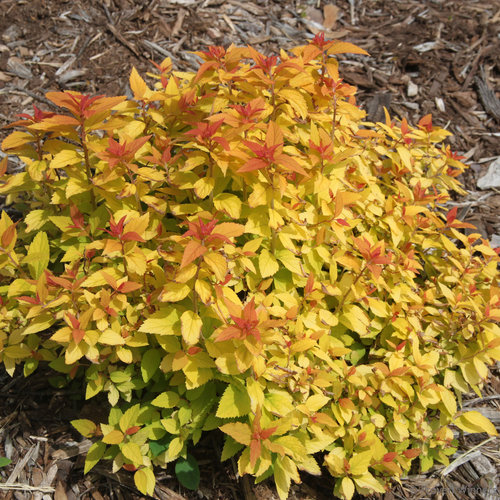 Double Play Candy Corn Spirea ® PW : 3 Gallon