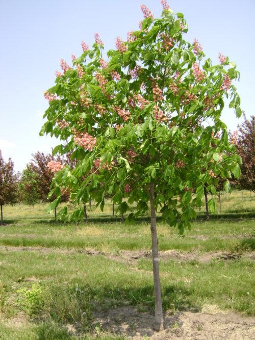 Fort McNair Horsechestnut : 4 Inch