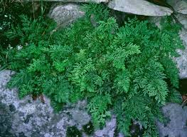 Parsley Fern : 1 Gallon
