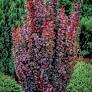 Helmond Pillar Barberry : 3 Gallon