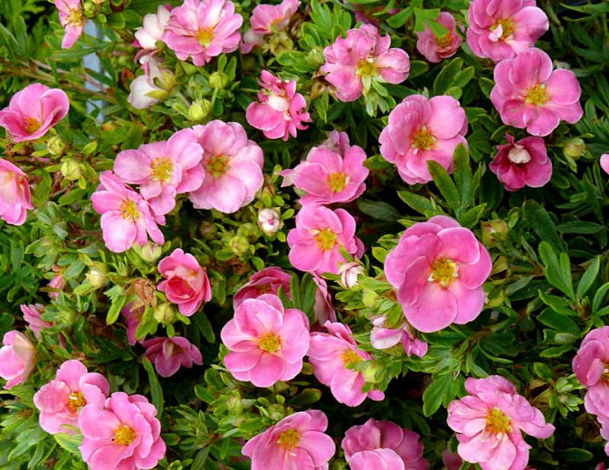 Happy Face® Potentilla PW : 3 Gallon