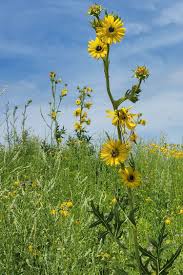 Compass Plant : 1 Gallon