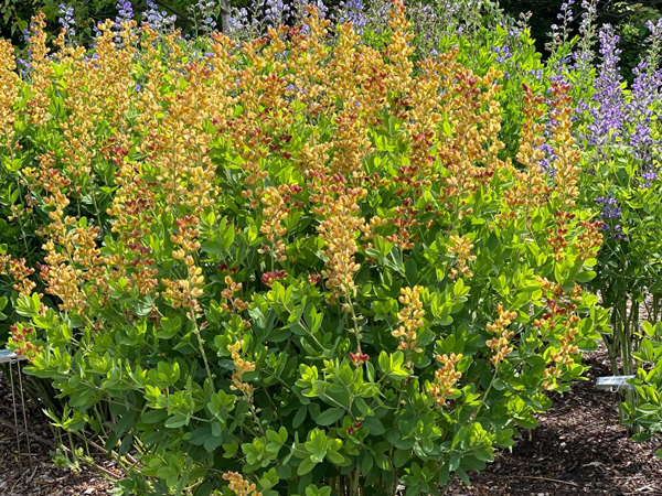 Cherries Jubilee Baptisia : 1 Gallon