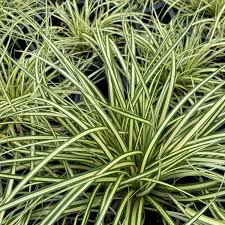Evergold Sedge : 1 Gallon