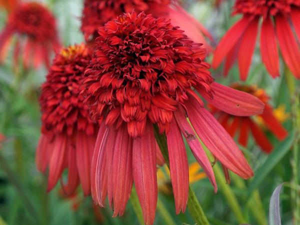 Hot Papaya Coneflower : 1 Gallon