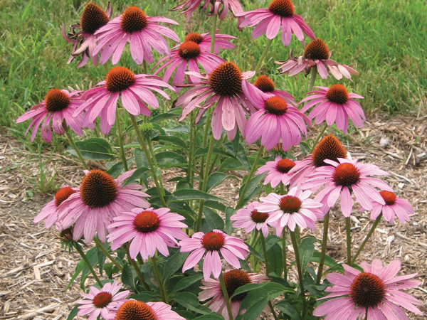 Prairie Splendor Coneflower : 1 Gallon