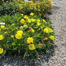 Missouri Evening Primrose : 1 Gallon