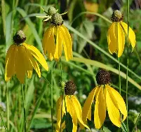 Gray Headed Coneflower : 1 Gallon