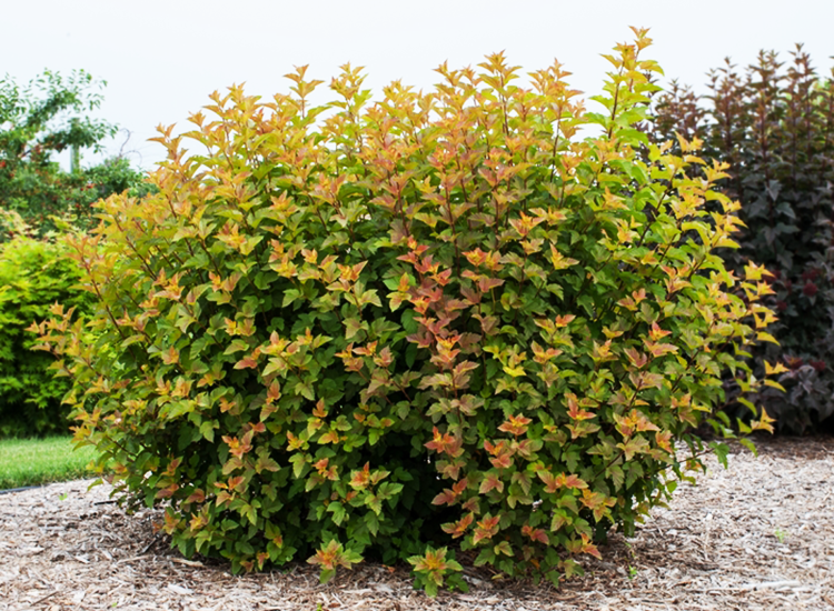 Amber Jubilee Ninebark ® : 7 Gallon