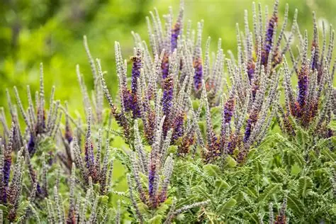 Lead Plant : 1 Gallon