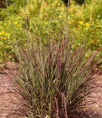 Red October Big Bluestem : 1 Gallon