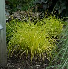 Bowles Golden Sedge : 1 Gallon