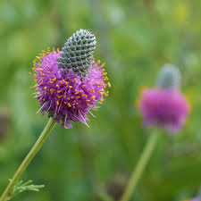 Purple Prairie Clover : 1 Gallon
