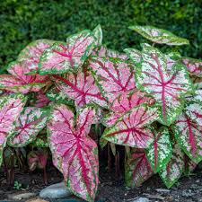 Caladium - Assorted : 4 Inch Pot