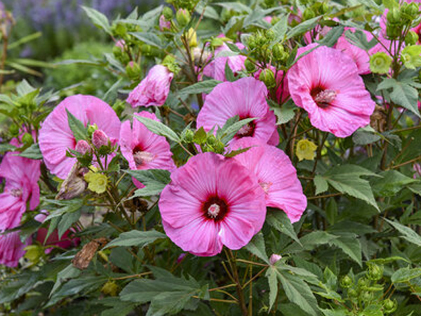 Summerific Candy Crush Proven Winner Hibiscus ® : 3 Gallon