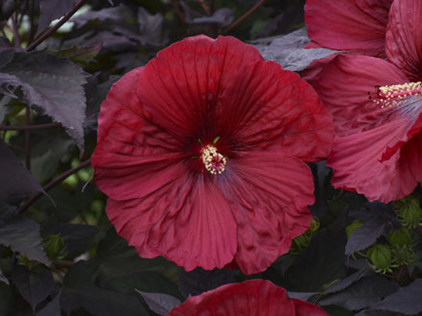 Summerific Holy Grail Proven Winner Hibiscus ® : 3 Gallon