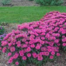 Sugar Buzz Bee Balm : 1 Gallon