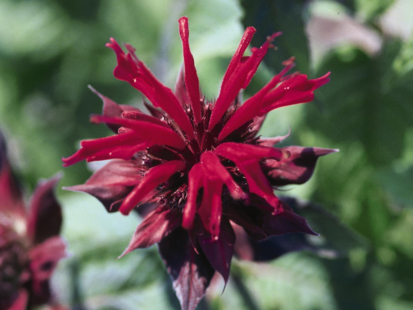 Raspberry Wine Bee Balm : 1 Gallon