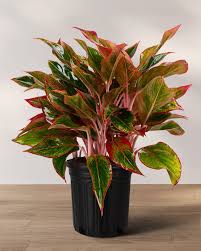 Chinese Evergreen 'Siam Red : 6 Inch Pot