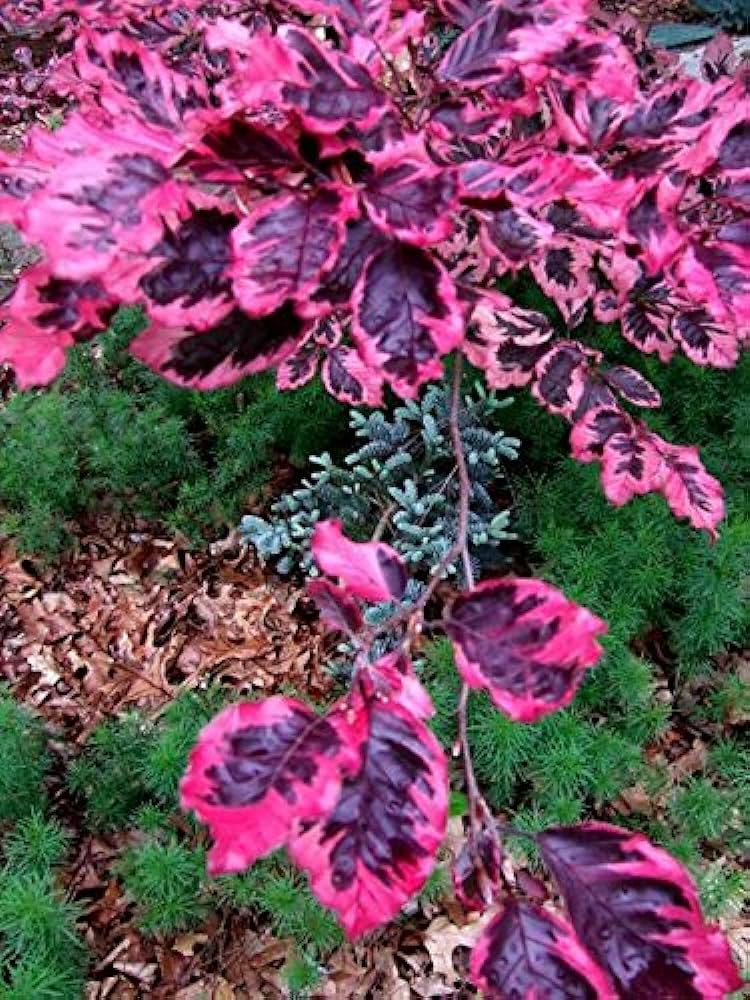 Tricolor European Beech : 15 Gallon