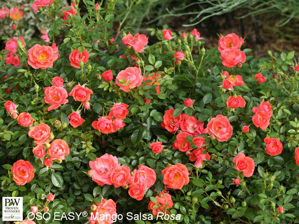 Oso Easy Mango Salsa Rose ® PW : 3 Gallon