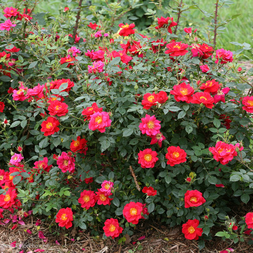Oso Easy Urban Legend Rose ® : 3 Gallon