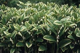 Solomon's Seal Variegated : 1 Gallon
