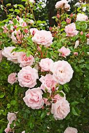 Climbing Rose - Pink : 3 Gallon