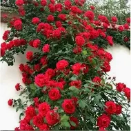 Climbing Rose - Red : 3 Gallon