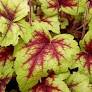 Stoplight Coral bells : 1 Gallon